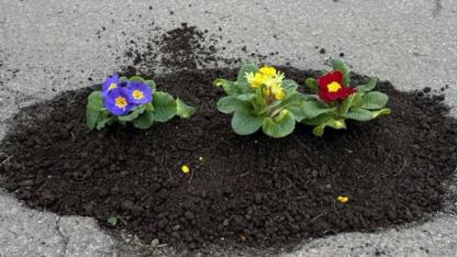 Man plants flowers in potholes to highlight problem in Corby